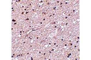 Immunohistochemistry (IHC) image for anti-Huntingtin Associated Protein 1 (HAP1) (Middle Region) antibody (ABIN1030947) (HAP1 Antikörper  (Middle Region))