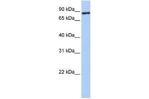 Western Blotting (WB) image for anti-Transmembrane Protein 63A (TMEM63A) antibody (ABIN2458531) (TMEM63A Antikörper)