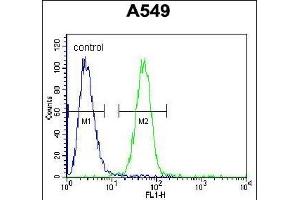 COP1 Antibody (N-term) (ABIN655275 and ABIN2844867) flow cytometric analysis of A549 cells (right histogram) compared to a negative control cell (left histogram). (RFWD2 Antikörper  (N-Term))