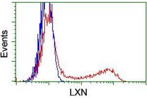 HEK293T cells transfected with either RC202769 overexpress plasmid (Red) or empty vector control plasmid (Blue) were immunostained by anti-LXN antibody (ABIN2455184), and then analyzed by flow cytometry. (Latexin Antikörper)
