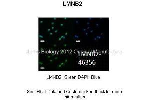 Researcher: Dr. (Lamin B2 Antikörper  (N-Term))