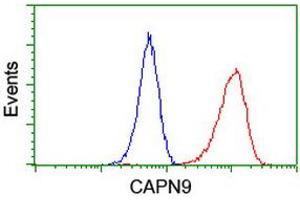 Image no. 5 for anti-Calpain 9 (CAPN9) antibody (ABIN1497090) (Calpain 9 Antikörper)