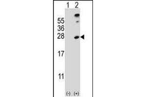 Western blot analysis of SENP8 (arrow) using rabbit polyclonal SENP8 Antibody (S19) (ABIN388073 and ABIN2845796). (SENP8 Antikörper  (N-Term))