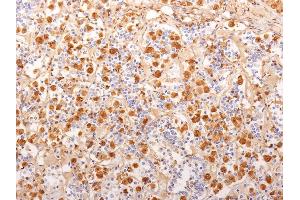 Formalin-fixed, paraffin-embedded human Pituitary Gland stained with ACTH Monoclonal Antibody (2F6). (POMC Antikörper  (AA 1-24))
