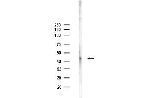 Western blot analysis of lysates from Mouse testis, using Wnt3 Antibody at 1/1000 dilution.