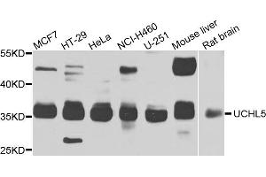 Western blot analysis of extracts of various cell lines, using UCHL5 antibody (ABIN5975761) at 1/1000 dilution. (UCHL5 Antikörper)