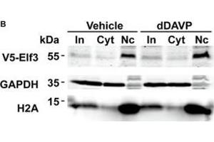 Vasopressin did not induce Elf3 nuclear translocation in the mpkCCD cells. (ELF3 Antikörper  (AA 1-280))