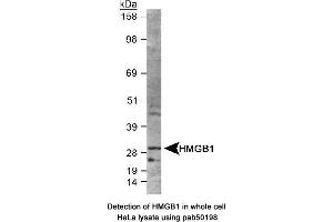 Image no. 2 for anti-High Mobility Group Box 1 (HMGB1) (AA 100-200) antibody (ABIN363507) (HMGB1 Antikörper  (AA 100-200))
