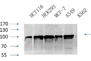 anti-Calnexin (CANX) antibody