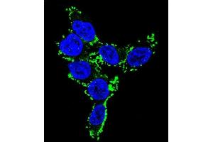 Confocal immunofluorescent analysis of CYP2C19 Antibody (N-term) (ABIN652231 and ABIN2840959) with 293 cell followed by Alexa Fluor 488-conjugated goat anti-rabbit lgG (green). (CYP2C19 Antikörper  (N-Term))
