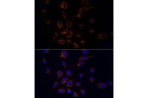 Immunofluorescence analysis of A-549 using FDX1/ADX Rabbit mAb (ABIN7267167) at dilution of 1:100 (40x lens). (Ferredoxin1 (FDX1) Antikörper)