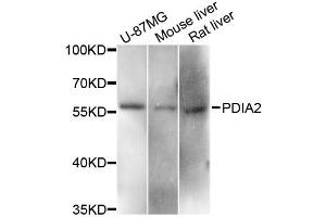 Western blot analysis of extracts of various cell lines, using PDIA2 antibody. (PDIA2 Antikörper)