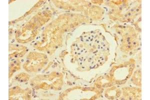 Immunohistochemistry of paraffin-embedded human kidney tissue using ABIN7174348 at dilution of 1:100