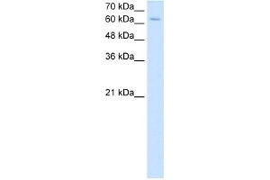 NR2C2 antibody - C-terminal region  validated by WB using HepG2 cell lysate at 2. (TR4 Antikörper  (C-Term))