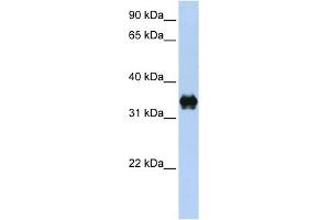 PYCR2 antibody used at 1 ug/ml to detect target protein. (PYCR2 Antikörper  (C-Term))