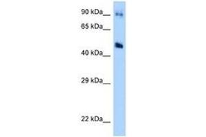 Image no. 1 for anti-Guanine Deaminase (GDA) (AA 171-220) antibody (ABIN6748003) (GDA Antikörper  (AA 171-220))