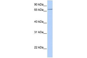 WB Suggested Anti-SLC44A3 Antibody Titration:  0. (SLC44A3 Antikörper  (N-Term))