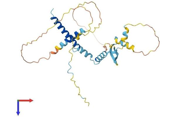CFDP1 Protein (AA 1-295) (His tag)