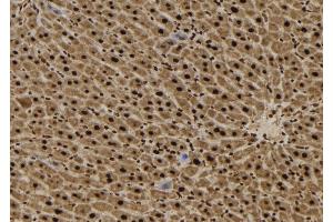 ABIN6265036 and ABIN6272485 at 1/100 staining Mouse liver tissue by IHC-P. (SFT2D3 Antikörper  (N-Term))