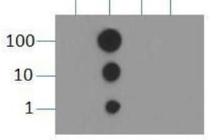 Dot Blot (DB) image for anti-Histone 3 (H3) (H3K9me2) antibody (ABIN5706785)