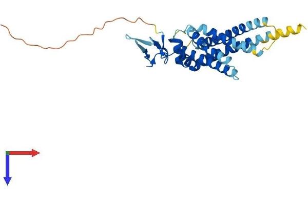 ARV1 Protein (AA 1-271) (His tag)