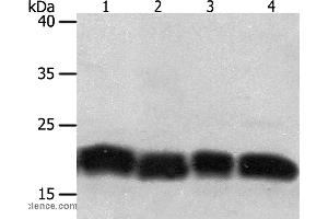Western blot analysis of Jurkat and hela cell, human fetal lung tissue and A549 cell, using PDCD6 Polyclonal Antibody at dilution of 1:200 (PDCD6 Antikörper)