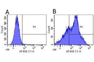 Flow-cytometry using anti-CD38 antibody HB7   Human lymphocytes were stained with an isotype control (panel A) or the rabbit-chimeric version of HB7 (panel B) at a concentration of 1 µg/ml for 30 mins at RT. (Rekombinanter CD38 Antikörper)