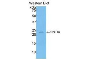 Western blot analysis of the recombinant protein. (IL-1 beta Antikörper  (AA 117-268))