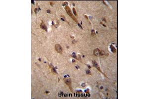 RIC3 Antibody (C-term) (ABIN656649 and ABIN2845890) immunohistochemistry analysis in formalin fixed and paraffin embedded human brain tissue followed by peroxidase conjugation of the secondary antibody and DAB staining. (RIC3 Antikörper  (C-Term))