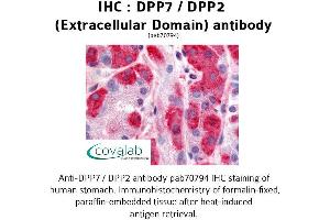 Image no. 1 for anti-Dipeptidyl-Peptidase 7 (DPP7) (Extracellular Domain) antibody (ABIN1733750) (DPP7 Antikörper  (Extracellular Domain))
