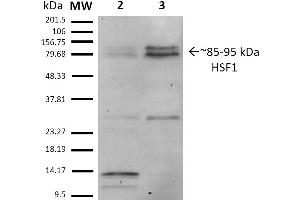 Western Blot analysis of Human Heat Shocked HeLa cell lysates showing detection of ~85-95 kDa HSF1 protein using Rat Anti-HSF1 Monoclonal Antibody, Clone 10H8 . (HSF1 Antikörper  (AA 378-395) (HRP))