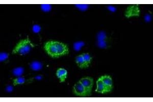 Anti-CISD1 mouse monoclonal antibody (ABIN2452906) immunofluorescent staining of COS7 cells transiently transfected by pCMV6-ENTRY CISD1 (RC203308). (CISD1 Antikörper)