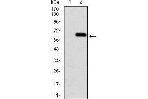 Western Blotting (WB) image for anti-Calbindin 2 (CALB2) (AA 1-271) antibody (ABIN5884325) (Calretinin Antikörper  (AA 1-271))