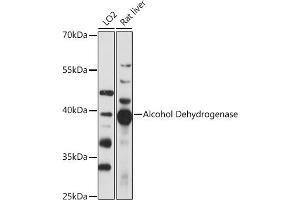 Western blot analysis of extracts of various cell lines, using Alcohol Dehydrogenase antibody (ABIN7265530) at 1:1000 dilution. (ADH1A Antikörper  (AA 220-300))