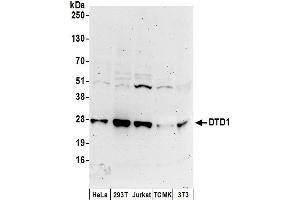 anti-D-Tyrosyl-tRNA Deacylase 1 Homolog (S. Cerevisiae) (DTD1) (AA 159-209) antibody