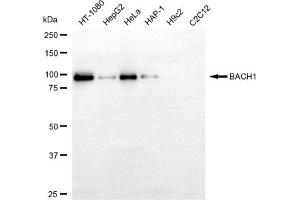 Western blotting analysis using BACH1 antibody (ABIN7797802).