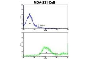 Flow cytometric analysis of MDA-231 cells using ADRA2B Antibody (Center)(bottom histogram) compared to a negative control (top histogram). (ADRA2B Antikörper  (AA 343-369))