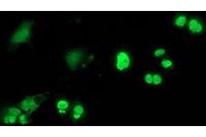 Anti-C20orf43 mouse monoclonal antibody (ABIN2454252) immunofluorescent staining of COS7 cells transiently transfected by pCMV6-ENTRY C20orf43 (RC201652). (C20orf43 Antikörper)