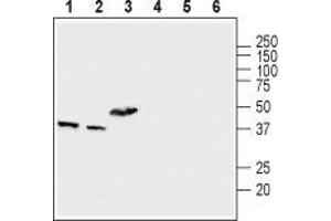 Western Blotting (WB) image for anti-Mitochondrial Calcium Uniporter Regulator 1 (MCUR1) (AA 97-110), (Mitochondrial Matrix) antibody (ABIN7043333)