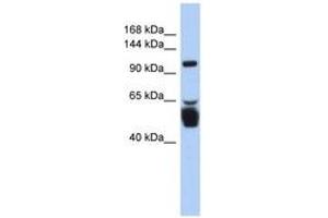 Image no. 1 for anti-Leucine Rich Repeat Containing 8 Family, Member B (LRRC8B) (AA 143-192) antibody (ABIN6743445) (LRRC8B Antikörper  (AA 143-192))