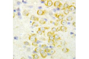 Anti-FGF9 antibody, IHC(P) IHC(P): Rat Brain Tissue (FGF9 Antikörper  (Middle Region))