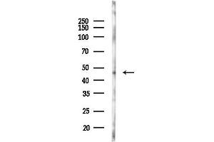 Western blot analysis of lysates from Rat liver, using HCRTR1 Antibody at 1/1000 dilution.