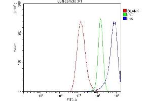 Flow Cytometry analysis of A549 cells using anti-Alpha Internexin/INA antibody (ABIN7602187). (INA Antikörper  (AA 62-169))