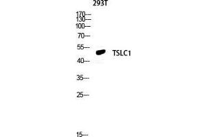 Western Blot (WB) analysis of 293T lysis using TSLC1 antibody. (CADM1 Antikörper  (C-Term))