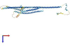 AlphaFold protein structure predicition of Human Recombinant CCDC112 Protein, UniprotID Q8NEF3 (CCDC112 Protein (AA 1-446) (His tag))