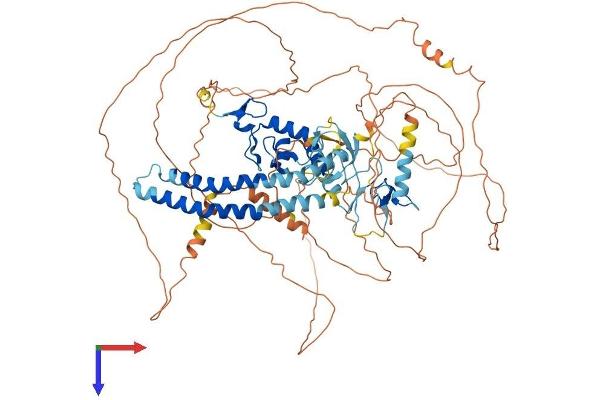 RNF19A Protein (AA 1-840) (His tag)