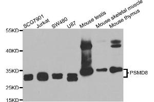 Western blot analysis of extracts of various cell lines, using PSMD8 antibody. (PSMD8 Antikörper)