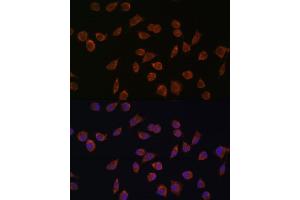 Immunofluorescence analysis of L929 cells using  antibody (ABIN7265426) at dilution of 1:100. (ACSS1 Antikörper  (AA 340-689))