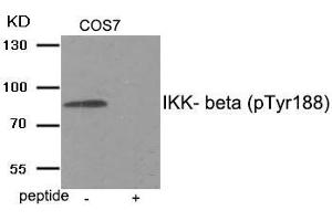 Western blot analysis of extracts from COS7 tissue using IKK- beta (Phospho-Tyr188) antibody.