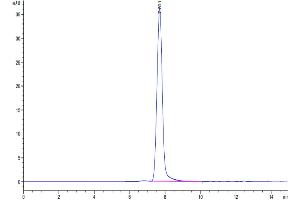Size-exclusion chromatography-High Pressure Liquid Chromatography (SEC-HPLC) image for Intercellular Adhesion Molecule 1 (ICAM1) (AA 28-480) protein (His tag) (ABIN7274834)